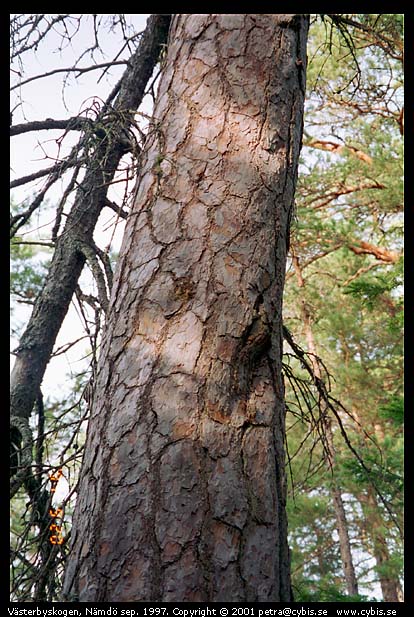 PL982119