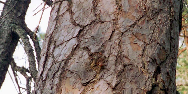 PL982119C
